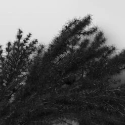 Halloween Grass Wreath Black - Threshold™ 7 Halloween Grass Wreath Black - Threshold™ -Home Decoration Sale GUEST 135f1d1a 30c8 47a4 b104 5579e433304c