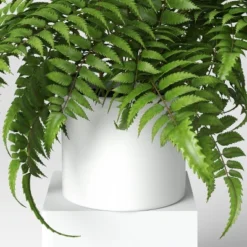 Boston Fern - Threshold™ 7 Boston Fern - Threshold™ -Home Decoration Sale GUEST 3cbf8c34 f3f7 4bfa a5a1 7c1c2936c266