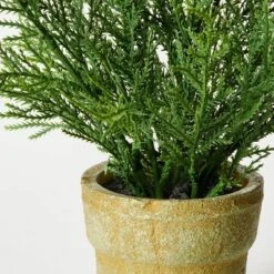 Small Potted Cyprus - Threshold™ Designed With Studio McGee 7 Small Potted Cyprus - Threshold™ Designed With Studio McGee -Home Decoration Sale GUEST 54096500 37dc 4b77 a920 a283c8e88bb1