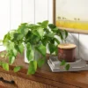 14" X 28" Artificial Pothos Plant In Pot - Threshold™ 2 14" X 28" Artificial Pothos Plant In Pot - Threshold™ -Home Decoration Sale GUEST 57699ef2 589a 4b55 b694 a6da246d0821