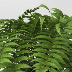 Boston Fern - Threshold™ 6 Boston Fern - Threshold™ -Home Decoration Sale GUEST f3c0ffda f332 456e 8192 76871098eab0
